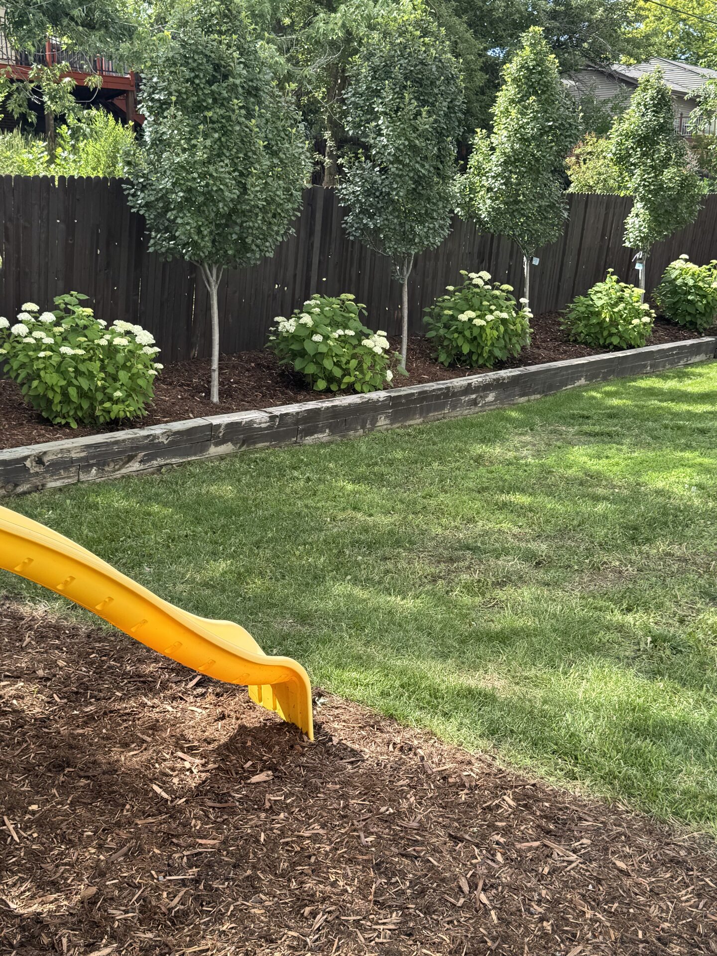Fresh mulch bed with hydrangeas and trimmed ornamental trees