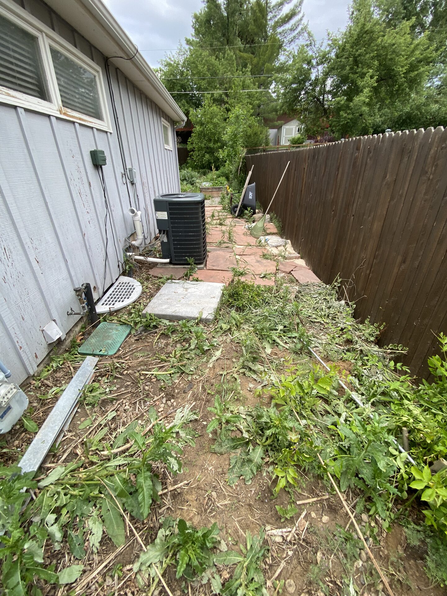 Overgrown side yard before cleanup service