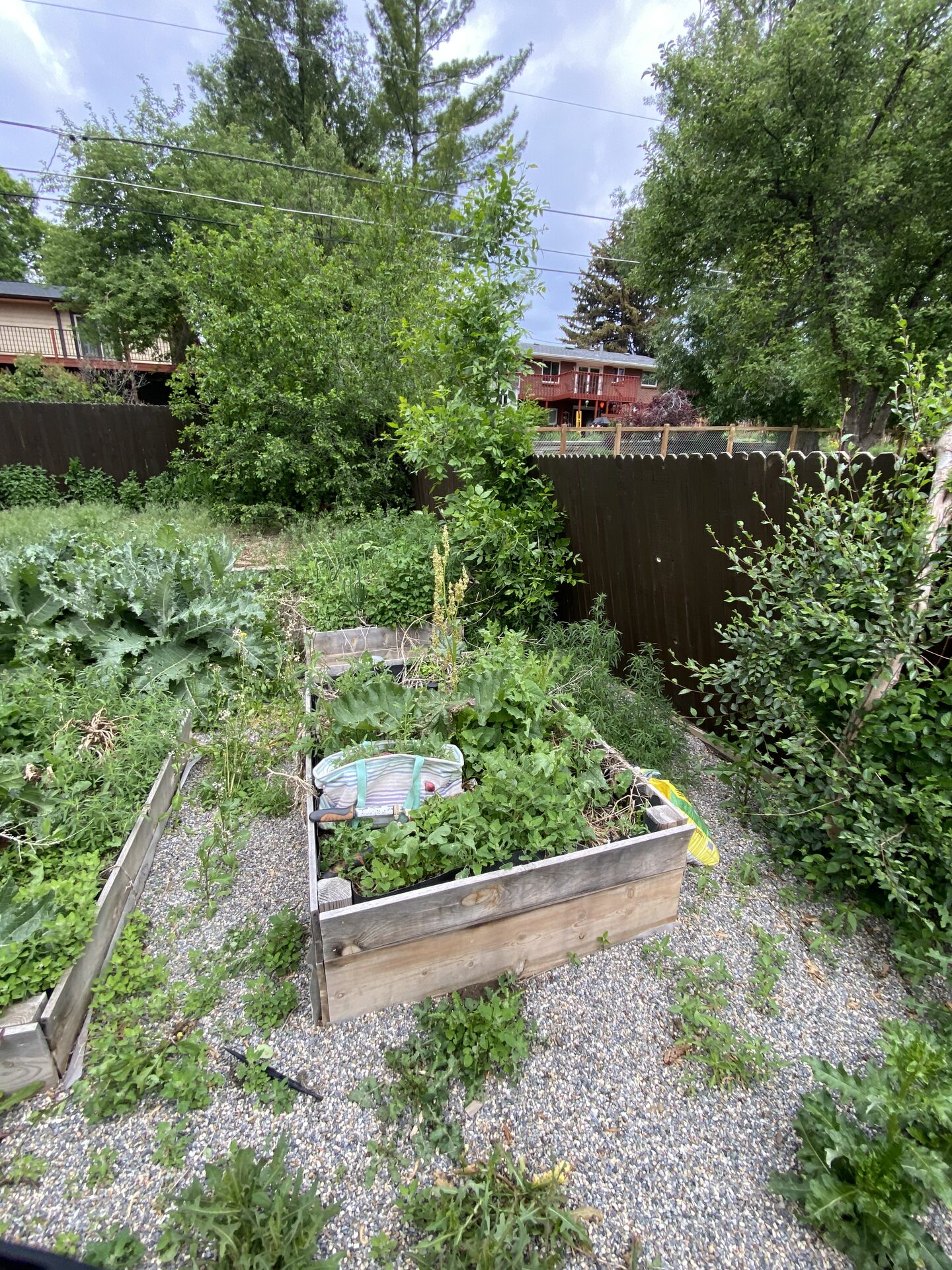 Overgrown raised garden bed before cleanup
