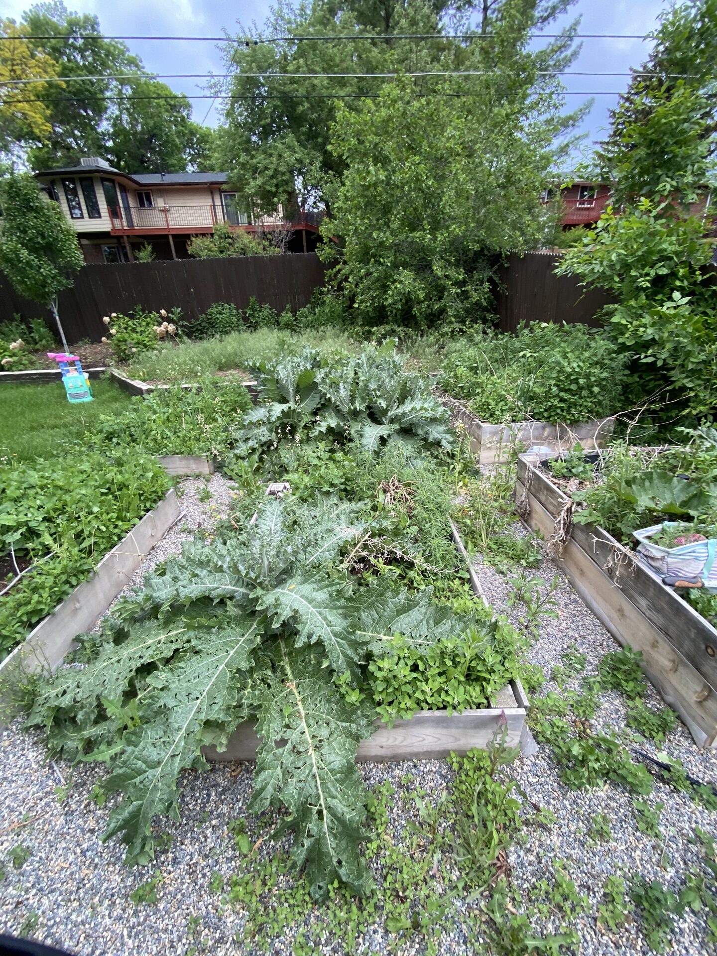 Overgrown garden beds before transformation