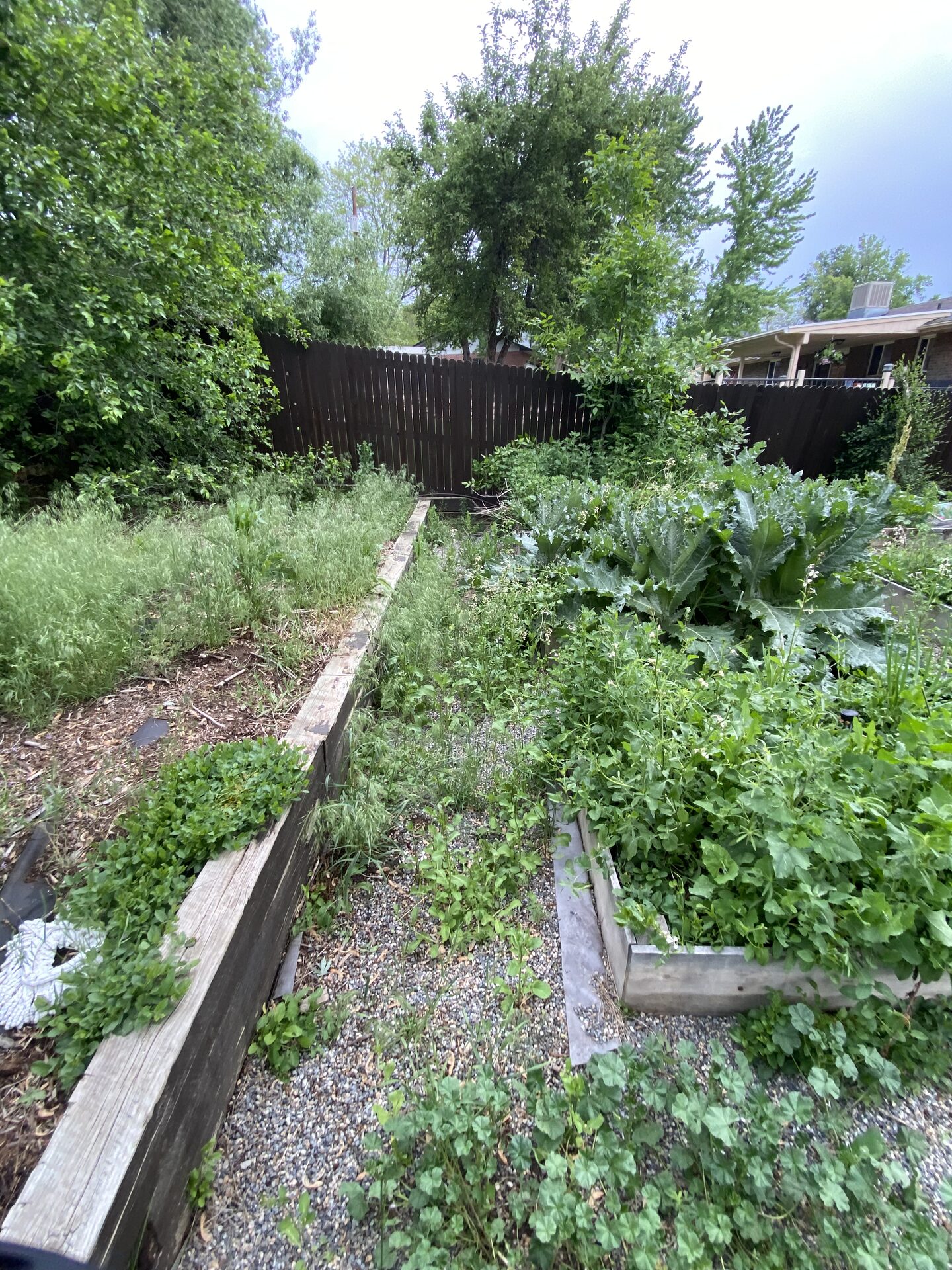 Overgrown side area before cleanup
