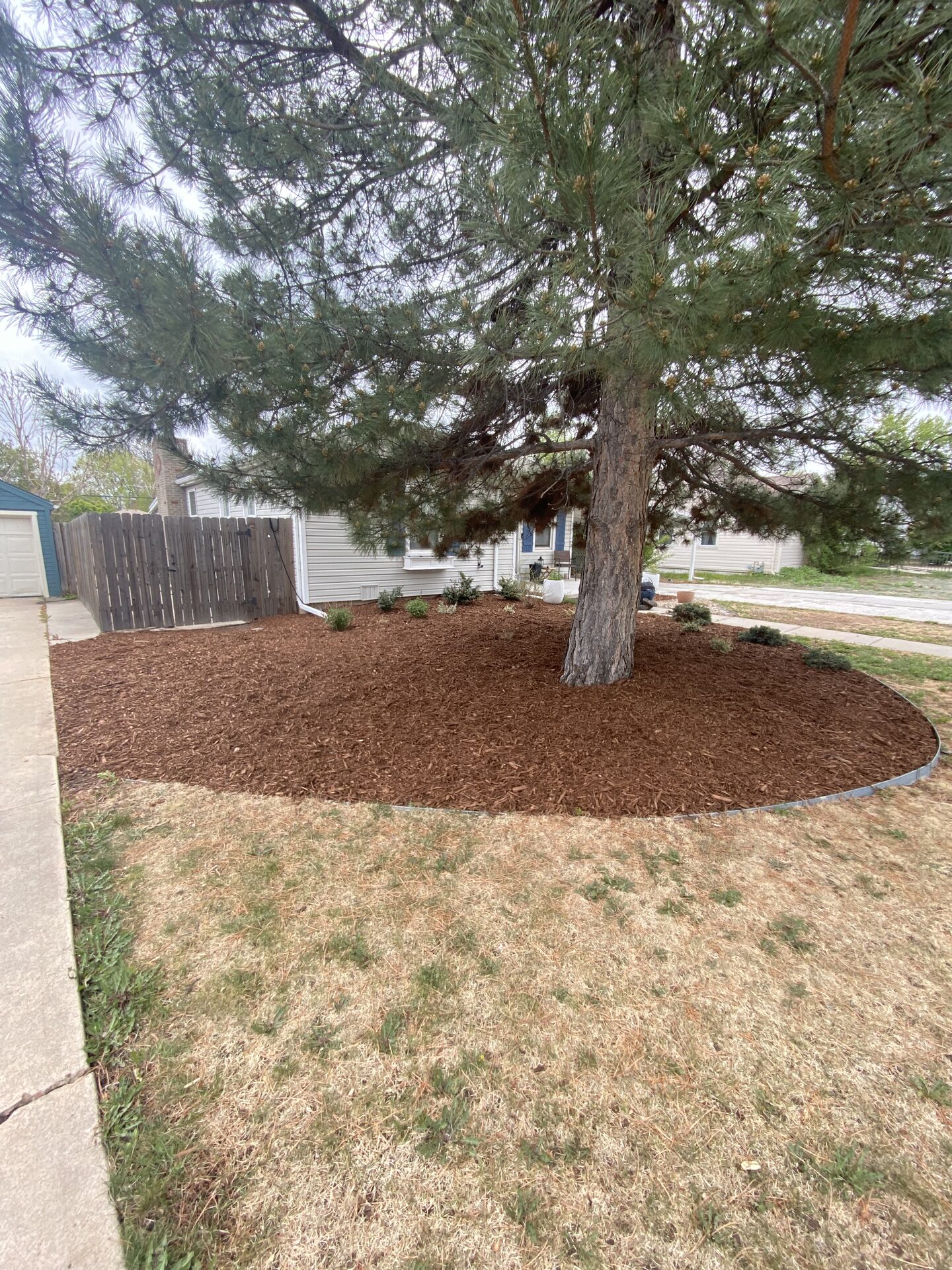 Fresh mulch bed around a mature pine tree